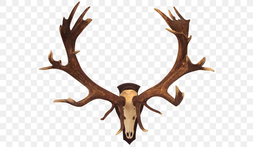Antler Trophy Hunting Red Deer Roe Deer, PNG, 600x478px, Antler, Barren Ground Caribou, Deer, Elk, Horn Download Free