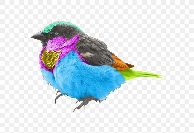Bird Feather House Sparrow Huawei P10, PNG, 564x564px, Bird, Beak, Blue, Color, Fauna Download Free