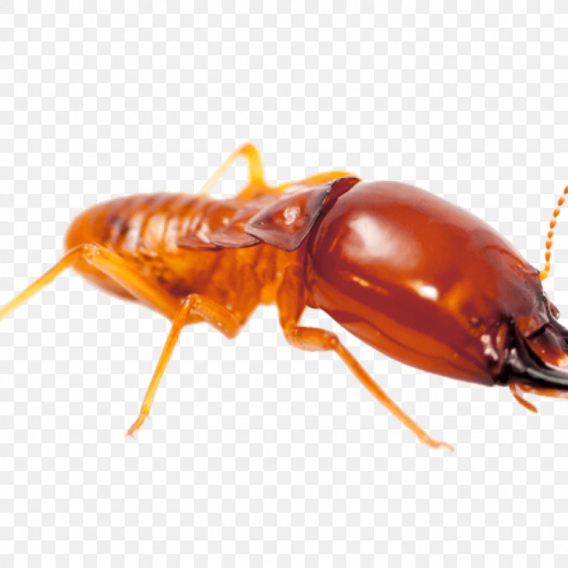 Pest Control Insect Fumigation Eastern Subterranean Termite, PNG, 1024x1024px, Pest Control, Arthropod, Bait, Bed Bug, Beetle Download Free