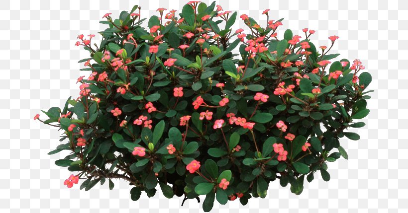 Crown-of-thorns Thorns, Spines, And Prickles Crown Of Thorns Houseplant, PNG, 688x429px, Crownofthorns, Aquifoliaceae, Axillary Bud, Cactaceae, Crown Of Thorns Download Free