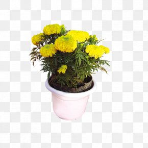 Chrysanthemum Photo - Flowerpot Plant Garden Greening PNG