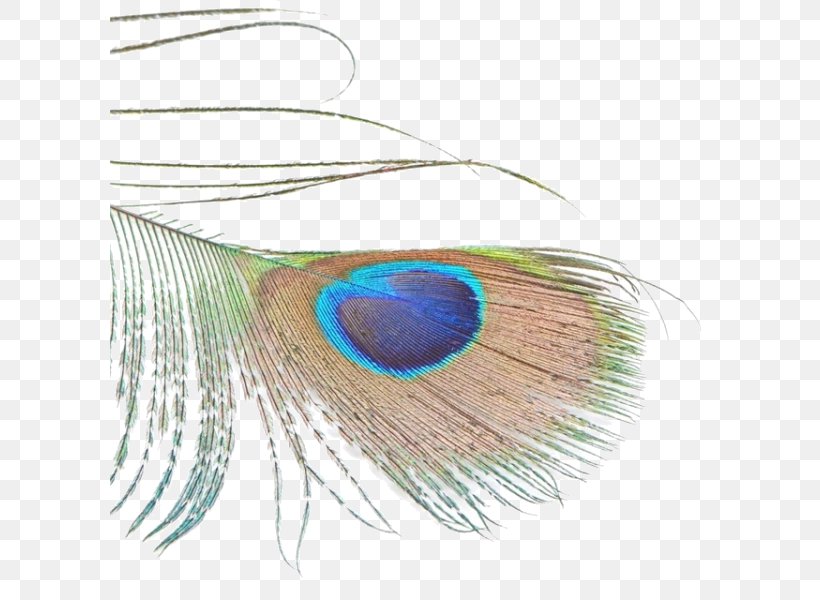 Feather Bird Green Peafowl Asiatic Peafowl, PNG, 600x600px, Feather, Animal Product, Asiatic Peafowl, Bird, Close Up Download Free
