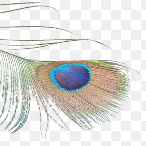 Peacock Feathers Images, Peacock Feathers Transparent PNG, Free download