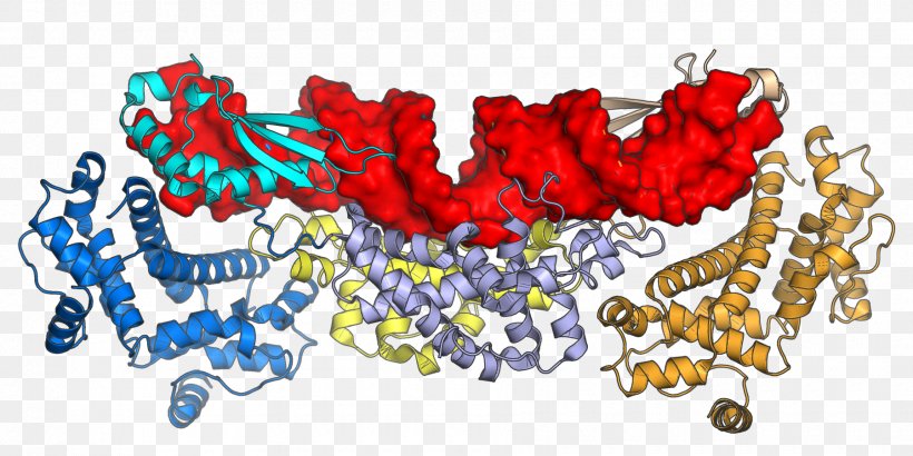 Ribonuclease III Double-stranded RNA Viruses Dimer Body Jewellery, PNG, 1800x900px, Ribonuclease Iii, Art, Body Jewellery, Body Jewelry, Dimer Download Free