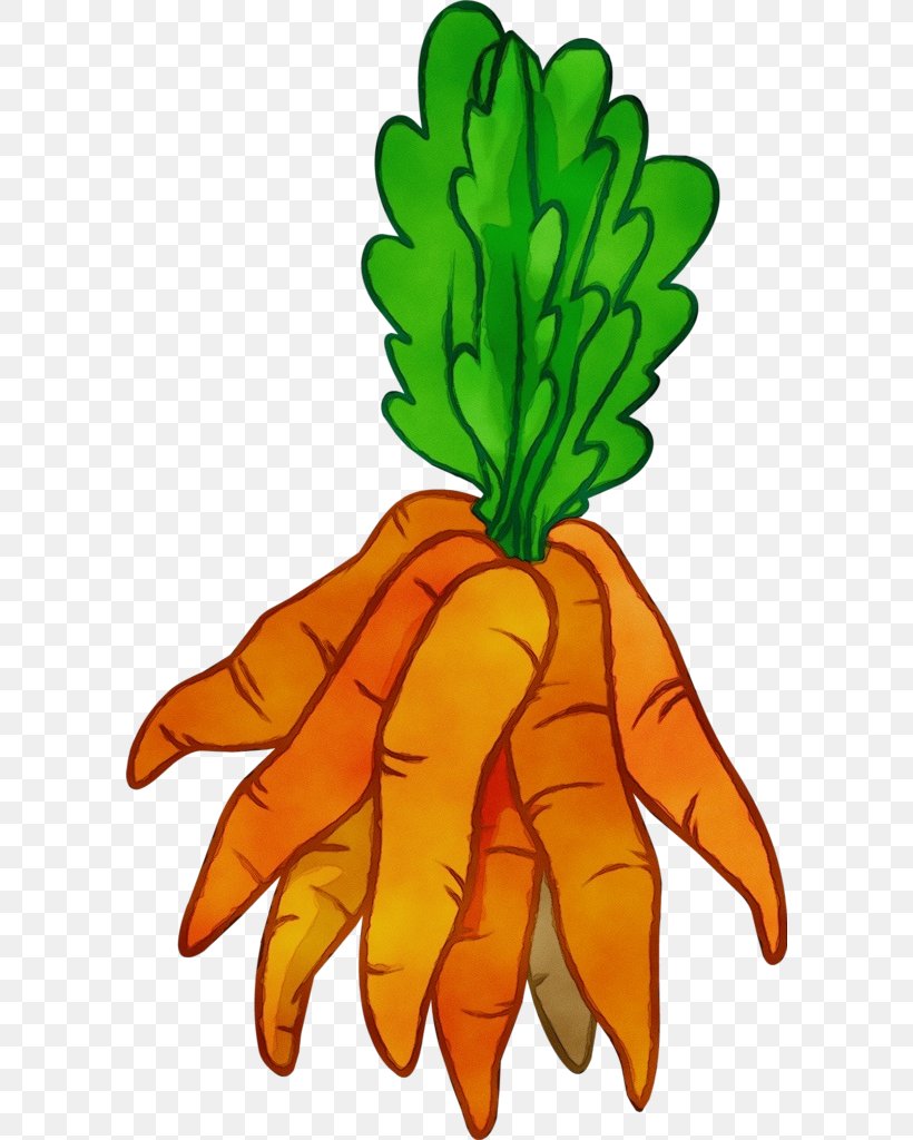 Watercolor Leaf, PNG, 594x1024px, Watercolor, Baby Carrot, Carrot, Carrot Cake, Daikon Download Free