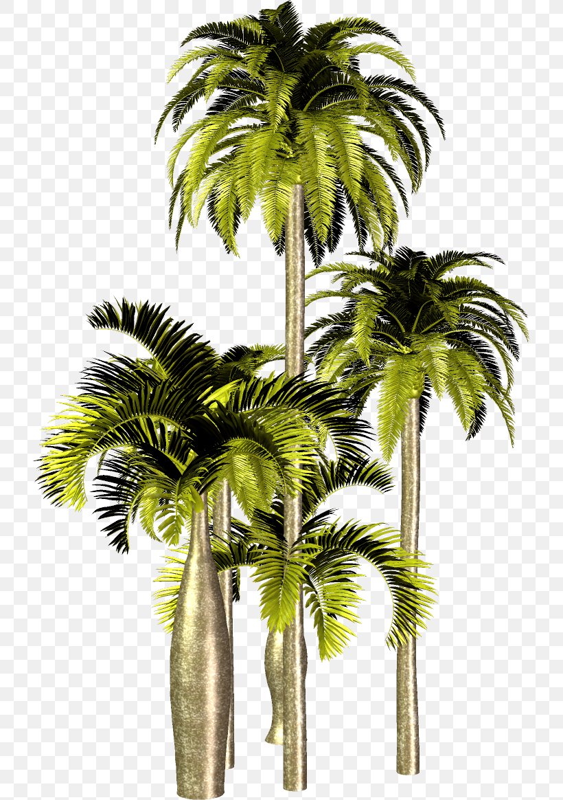 Asian Palmyra Palm Attalea Speciosa Arecaceae Tree Clip Art, PNG, 724x1164px, Asian Palmyra Palm, Arecaceae, Arecales, Attalea Speciosa, Borassus Download Free