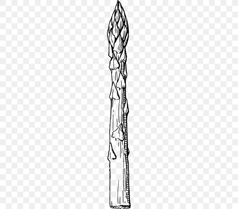 Asparagus Drawing Vegetable Clip Art, PNG, 360x720px, Asparagus, Arm, Black And White, Chef, Drawing Download Free