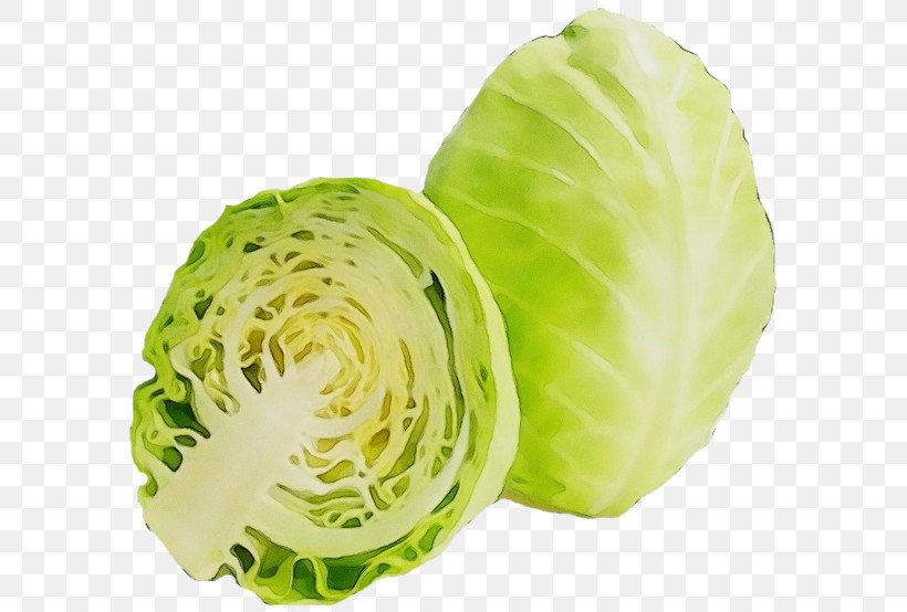 Cabbage Iceburg Lettuce Vegetable Leaf Vegetable Wild Cabbage, PNG, 600x554px, Watercolor, Brussels Sprout, Cabbage, Flower, Food Download Free