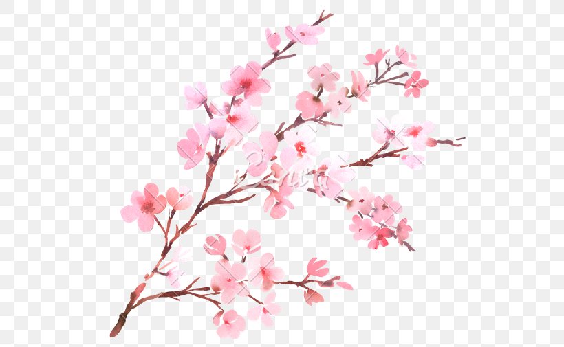Cherry Blossom Flower Branch Watercolor Painting, PNG, 550x505px