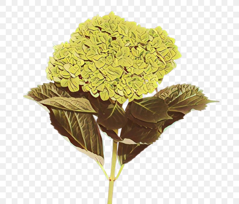 Flower Yellow Plant Leaf Cut Flowers, PNG, 700x700px, Cartoon, Cornales, Cut Flowers, Flower, Flowering Plant Download Free