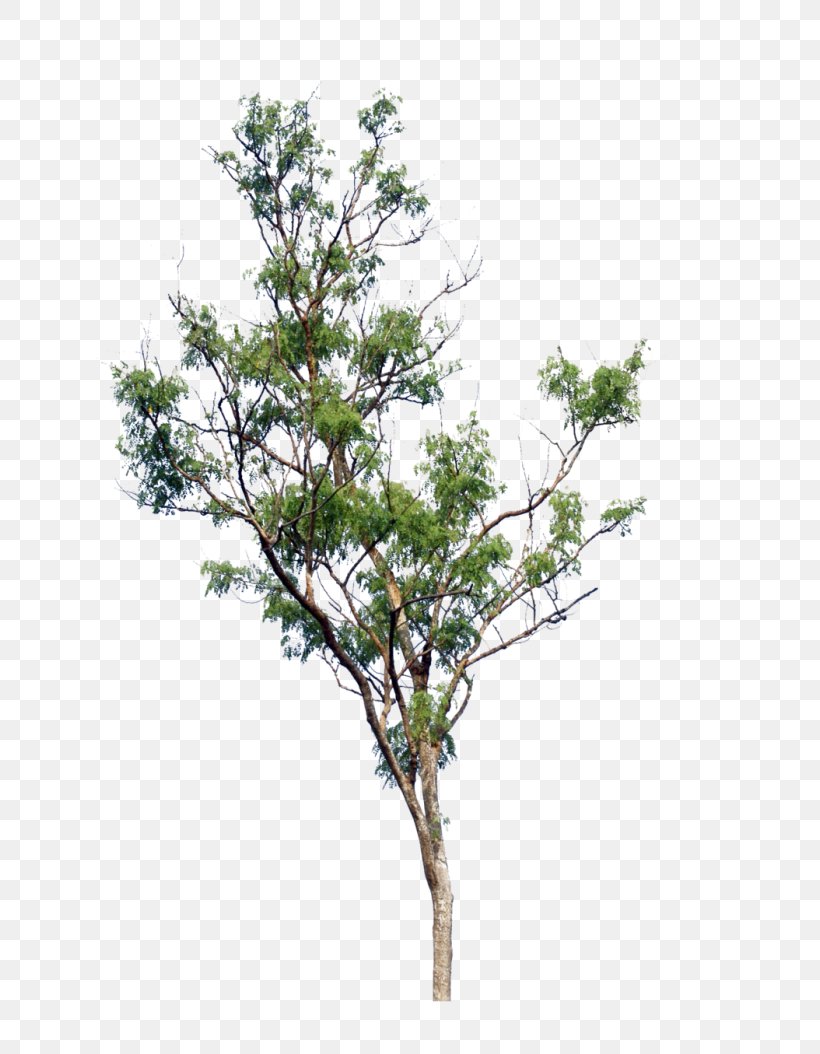 Trees Cartoon, PNG, 700x1054px, Tree, American Larch, Branch, Evergreen, Flower Download Free