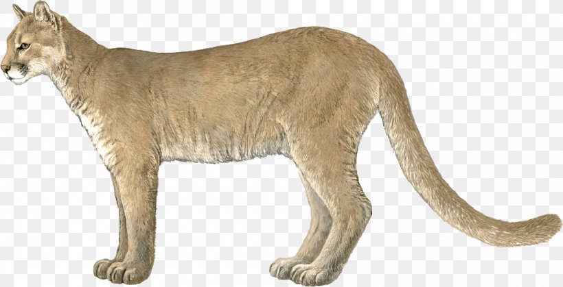 Whiskers Cougar Lion Big Cat, PNG, 1000x512px, Whiskers, Animal, Animal Figure, Big Cat, Big Cats Download Free