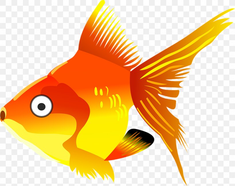 Goldfish Koi Vector Graphics Drawing Clip Art, PNG, 911x720px, Goldfish, Aquarium, Beak, Bony Fish, Can Stock Photo Download Free