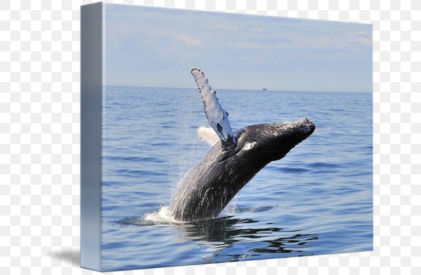 Humpback Whale Gray Whale Cetacea Inlet, PNG, 650x536px, Humpback Whale, Cetacea, Gray Whale, Grey Whale, Inlet Download Free