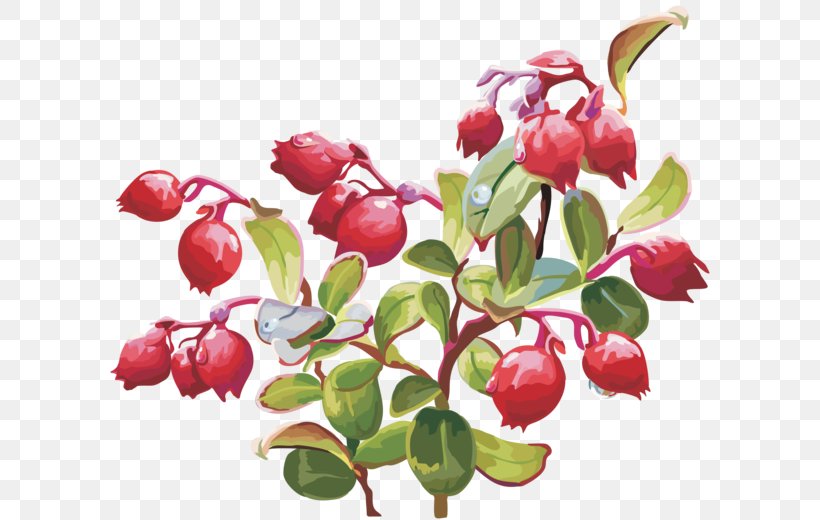Lingonberry Cranberry Clip Art, PNG, 600x520px, Lingonberry, Acerola, Acerola Family, Auglis, Berry Download Free
