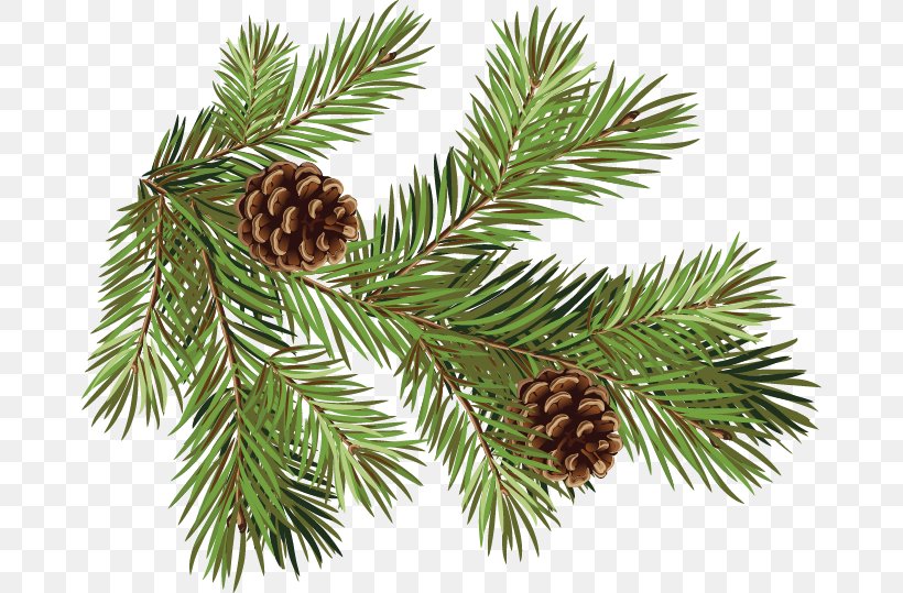 Pine Fir Conifer Cone Spruce Branch, PNG, 672x539px, Pine, Branch, Christmas Ornament, Cone, Conifer Download Free