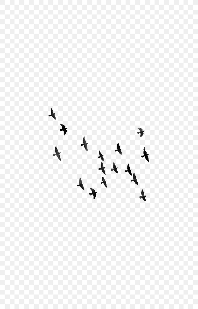 Bird Editing Clip Art, PNG, 720x1280px, Bird, Animal Migration, Beak, Bird Flight, Bird Migration Download Free