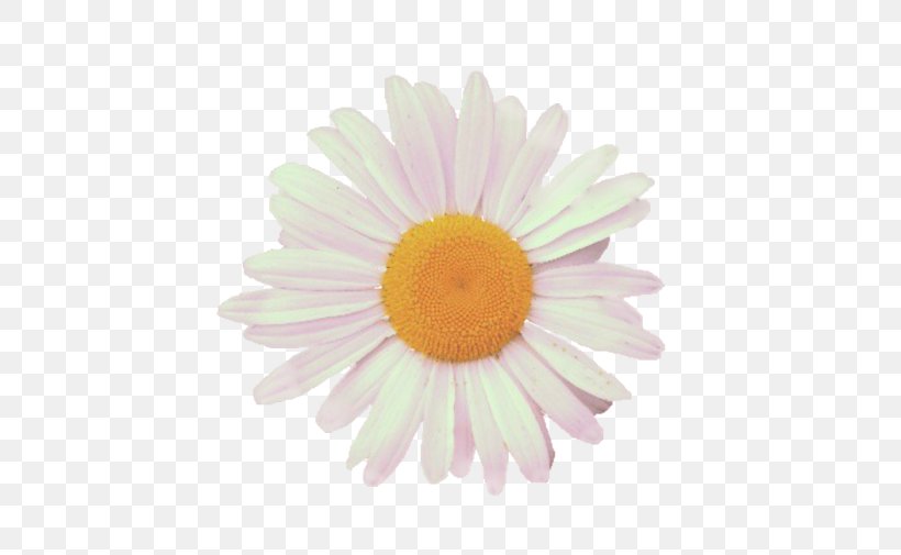 Clip Art Image Photography Royalty-free, PNG, 700x505px, Photography, Chrysanths, Common Daisy, Daisy, Daisy Family Download Free