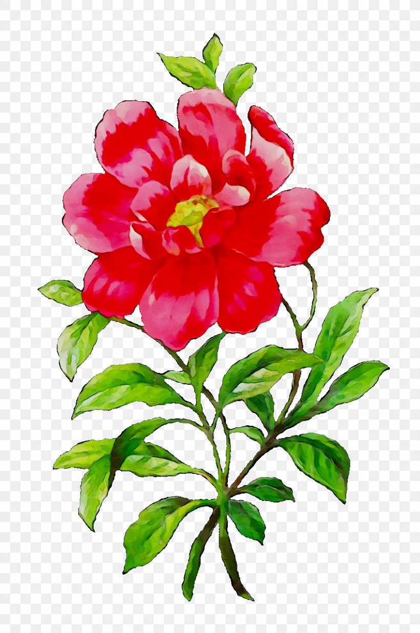 Flower Botanical Illustration Clip Art Peony Rose, PNG, 848x1280px, Flower, Botanical Illustration, Botany, Branch, Camellia Download Free