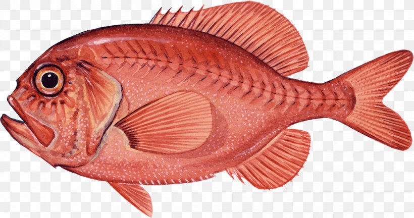 Northern Red Snapper Red Seabream Coral Reef Fish Marine Biology, PNG, 1000x528px, Northern Red Snapper, Animal Figure, Biology, Coral, Coral Reef Download Free