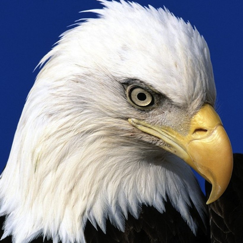 Bald Eagle United States Bird Of Prey Jigsaw Puzzles, PNG, 1024x1024px, Bald Eagle, Accipitridae, Accipitriformes, Arctic Tern, Beak Download Free