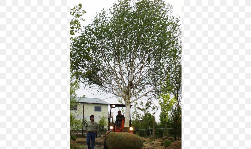 Branch Shade Tree Shrub Evergreen, PNG, 650x488px, Branch, Evergreen, Grass, Land Lot, Landscape Download Free