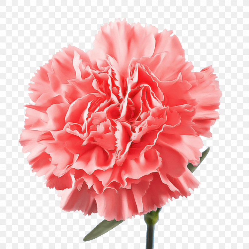 Carnation Cut Flowers Peony M Petal Pink M, PNG, 1000x1000px, Carnation, Cut Flowers, Flower, Peony, Peony M Download Free