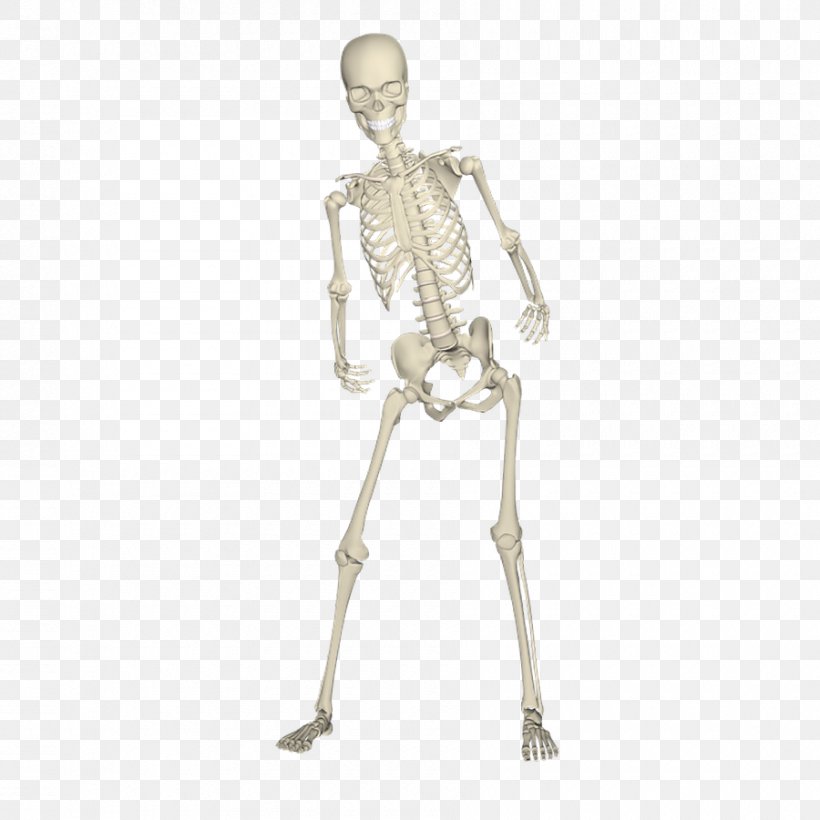 Human Skeleton Bone Skull, PNG, 900x900px, Human Skeleton, Anatomy, Arm, Bone, Figurine Download Free