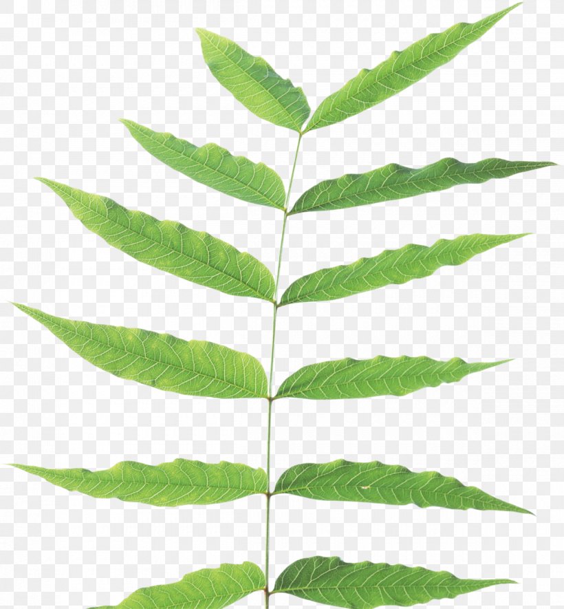 Leaf Desktop Wallpaper Clip Art, PNG, 1200x1296px, Leaf, Data Conversion, Display Resolution, Dots Per Inch, Image Resolution Download Free