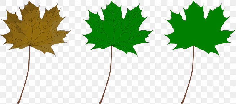 Red Maple Maple Leaf Green Clip Art, PNG, 2400x1060px, Red Maple, Autumn, Autumn Leaf Color, Color, Flowering Plant Download Free