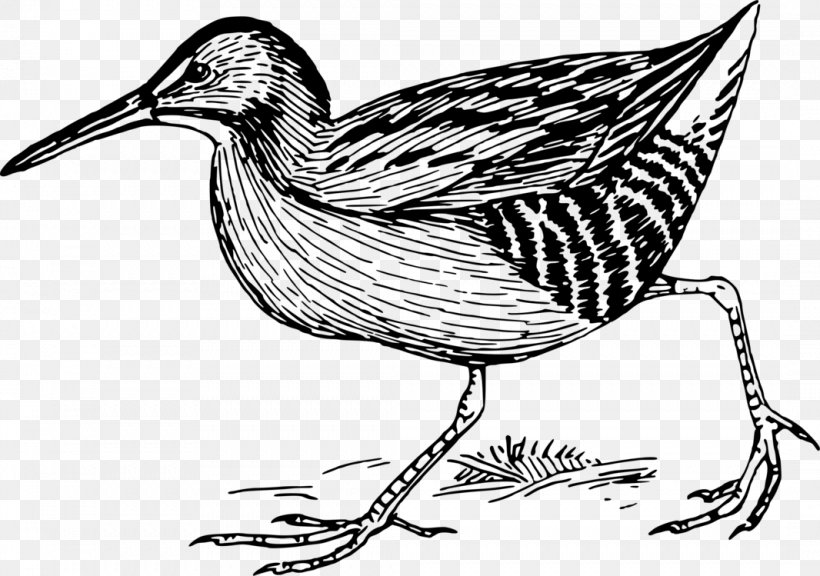 Bird Line Drawing, PNG, 1066x749px, Duck, Beak, Bird, Bird Of Prey, Bittern Download Free