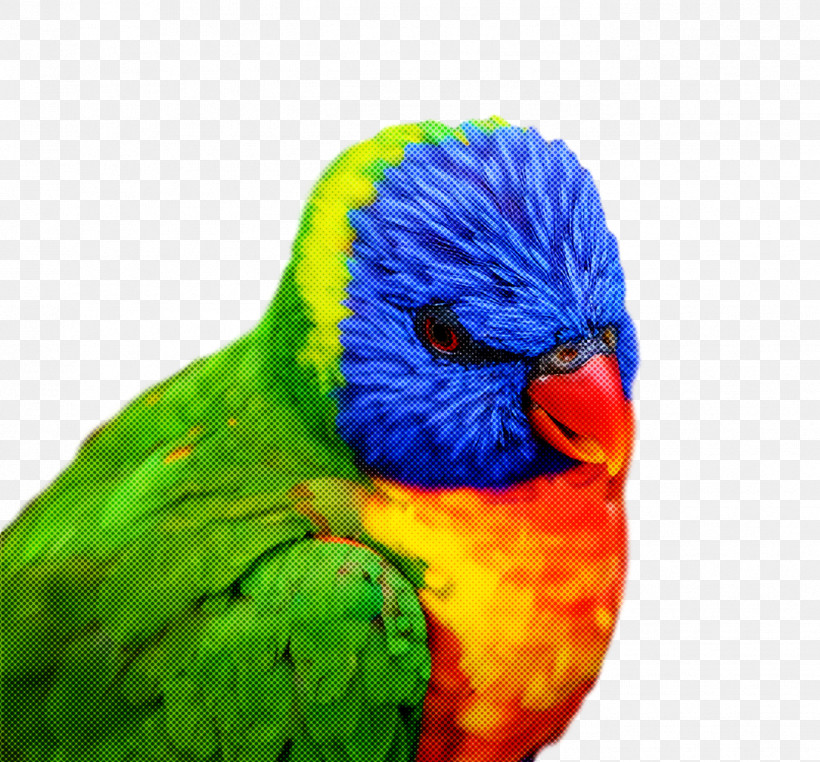 Bird, PNG, 1376x1280px, Bird, Beak, Budgie, Feather, Lorikeet Download Free