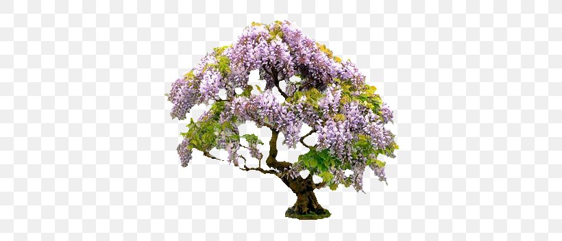 Bonsai Tree Ornamental Plant Japanese Wisteria Gardening, PNG, 371x352px, Bonsai, Arboriculture, Blossom, Bonsai Cultivation And Care, Bonsai Kitten Download Free