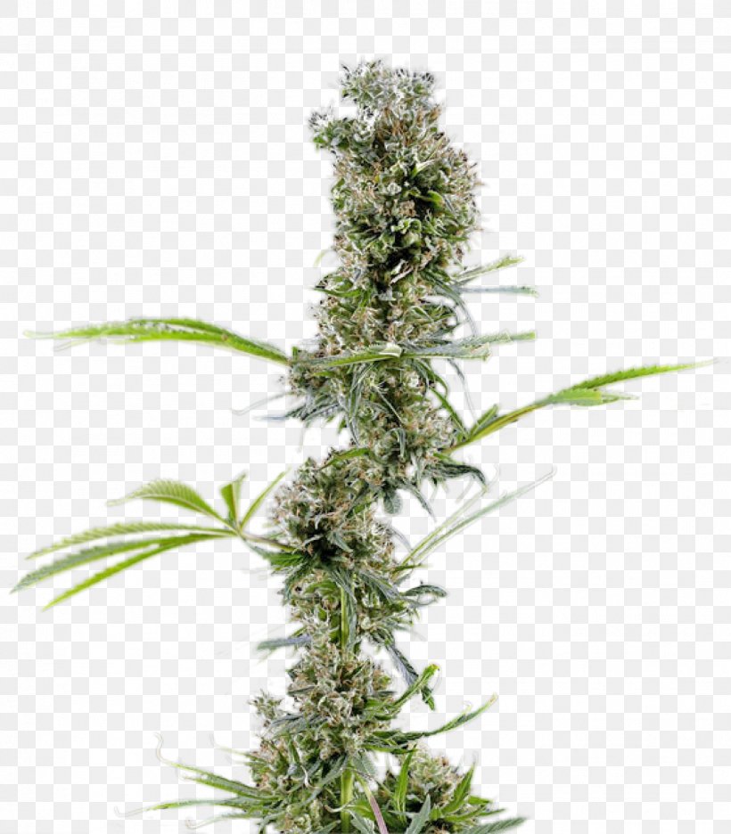 Cannabis Cannabaceae Hemp Haze Plant, PNG, 1401x1600px, Cannabis, Cannabaceae, Family, Haze, Hemp Download Free