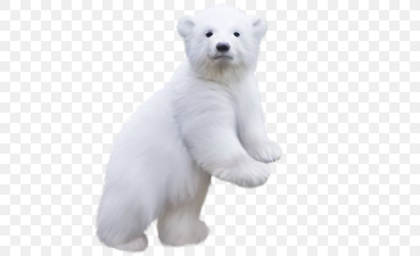 Polar Bear Clip Art, PNG, 500x500px, Polar Bear, Bear, Carnivoran, Lossless Compression, Snout Download Free