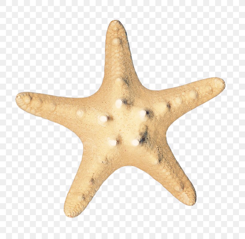 Starfish Sea Icon, PNG, 749x800px, Starfish, Animal, Echinoderm, Invertebrate, Marine Biology Download Free
