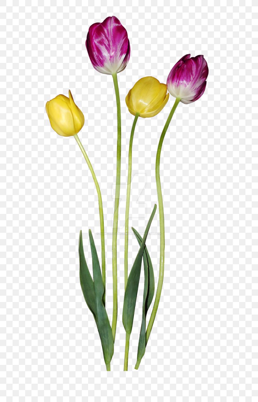 Tulip Margarita Flower Petal, PNG, 625x1278px, Tulip, Bud, Common Daisy, Cut Flowers, Deviantart Download Free