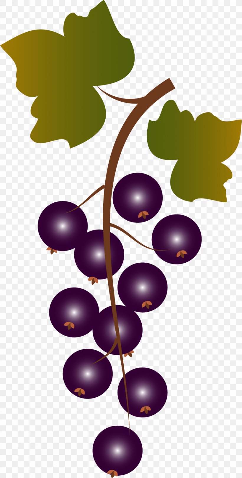 Grape Fruit Purple, PNG, 912x1800px, Grape, Canopy, Flowering Plant, Food, Fruit Download Free