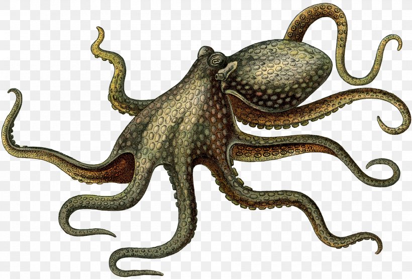 Octopus Digital Image Cephalopod, PNG, 1800x1220px, Octopus, Animal, Cephalopod, Digital Image, Dots Per Inch Download Free