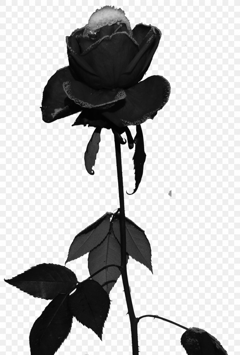 Soft Rime Black Rose Frost, PNG, 2142x3168px, Soft Rime, Black, Black And White, Black Rose, Child Download Free