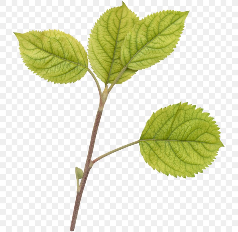 Tea Plant Tree Leaf, PNG, 733x800px, Tea, Cup, Designer, Glass, Herb Download Free