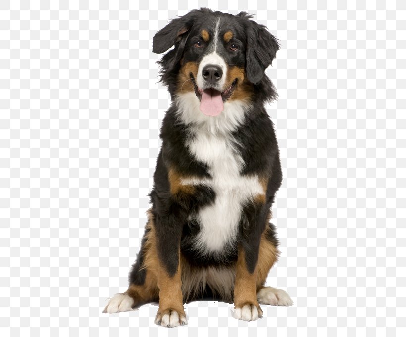 Bernese Mountain Dog Puppy Greater Swiss Mountain Dog Border Collie Cat, PNG, 456x681px, Bernese Mountain Dog, Australian Shepherd, Border Collie, Breed, Breeder Download Free