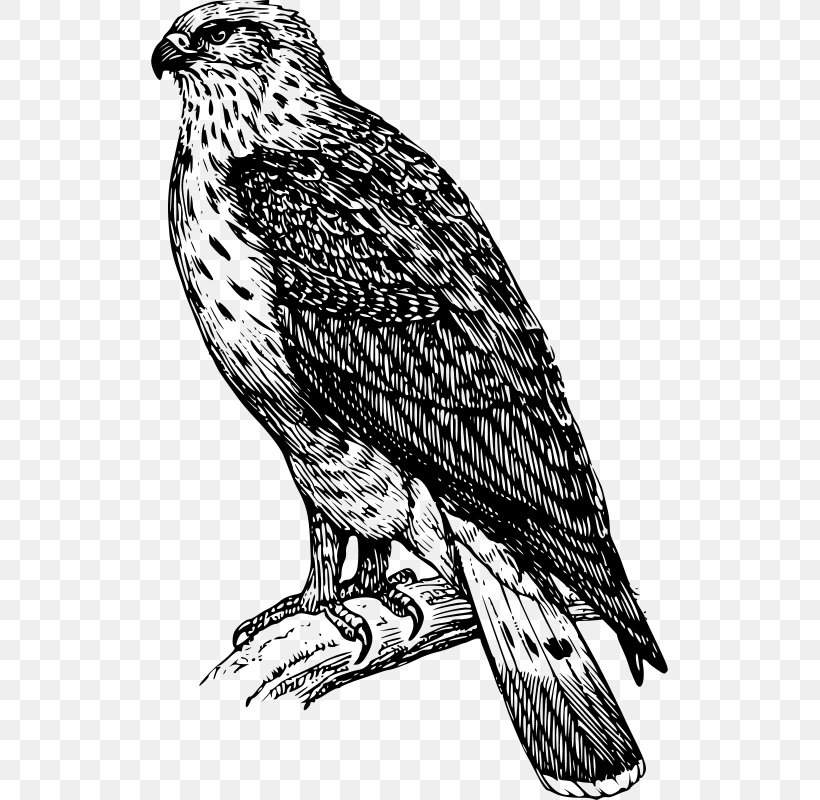 Bird Buzzard Drawing Clip Art, PNG, 517x800px, Bird, Accipitriformes, Art, Bald Eagle, Beak Download Free