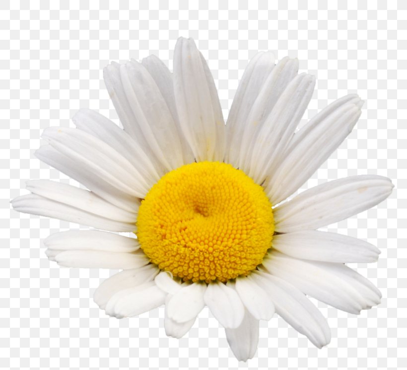 Common Daisy Oxeye Daisy Chamomile Flower Daisy Family, PNG, 800x745px, Common Daisy, Aster, Asterales, Barberton Daisy, Camomile Download Free