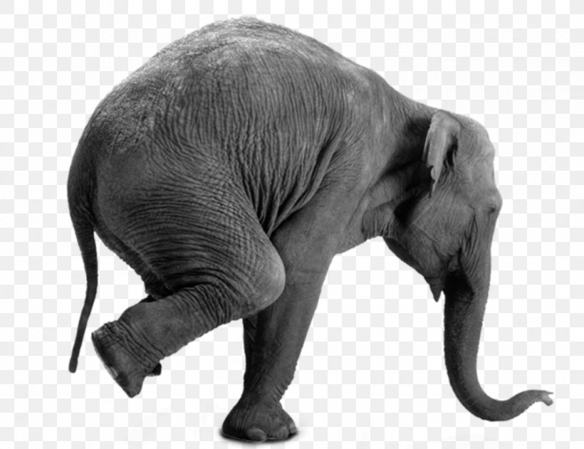 African Elephant Gray Matter: Why It's Good To Be Old! Elephant On Wheels Interim Ministry Network Inc, PNG, 1329x1024px, African Elephant, Balance, Black And White, Circus, Decal Download Free