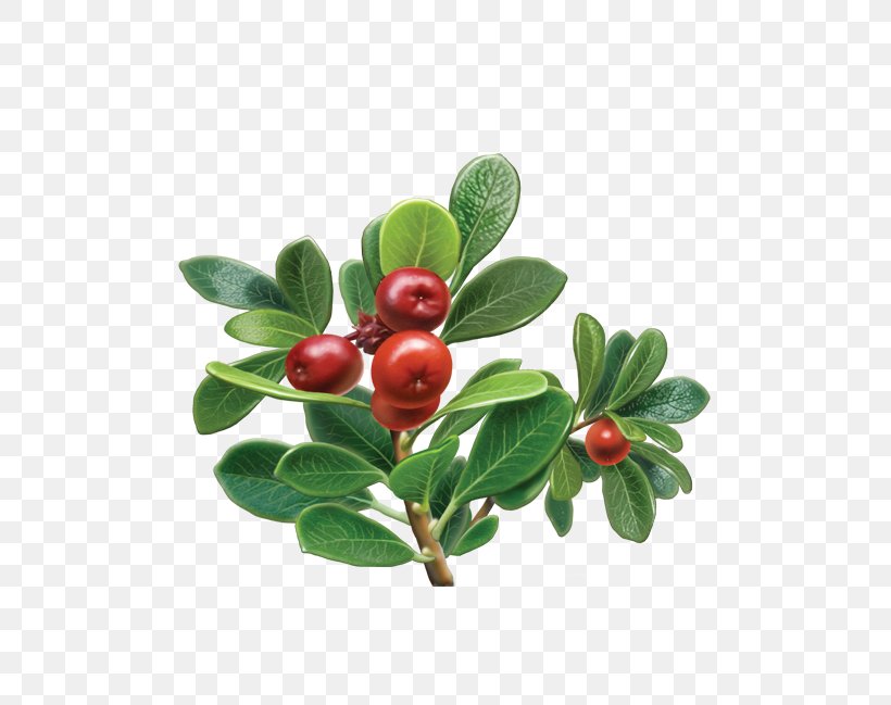 Bearberry Tea Herb Alvita Extract, PNG, 500x649px, Bearberry, Alvita, Arctostaphylos, Arctostaphylos Uvaursi, Berry Download Free