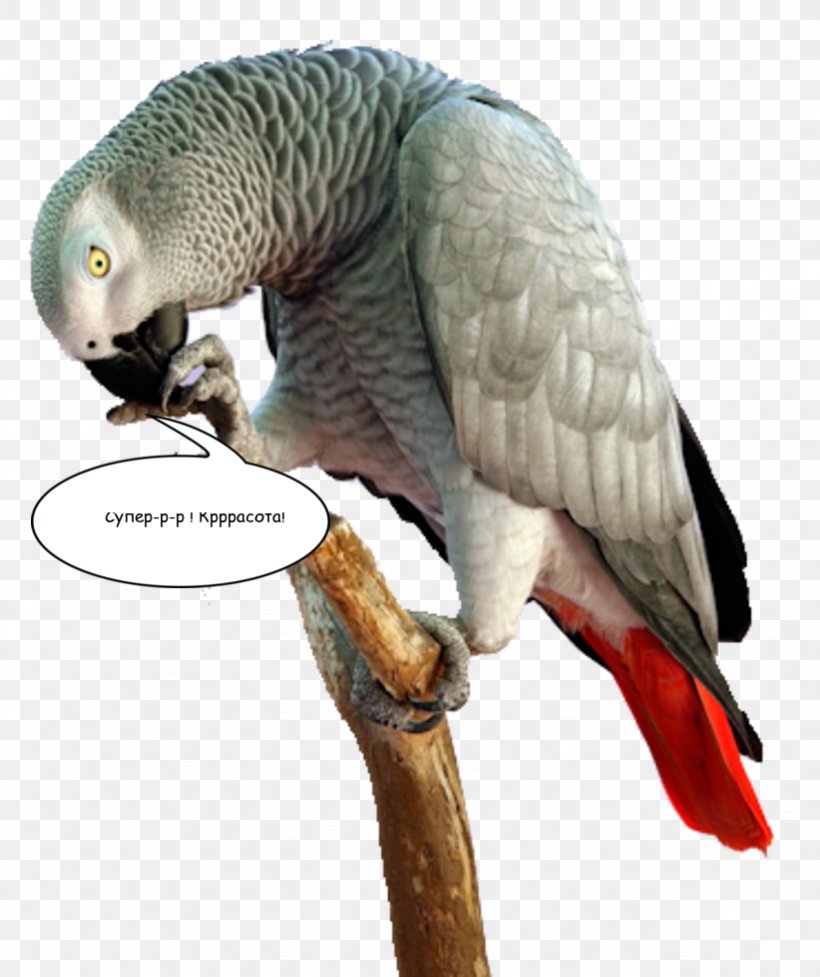 Bird Parrot Macaw Parakeet Beak, PNG, 822x980px, Bird, African Grey, Animal, Beak, Bird Of Prey Download Free