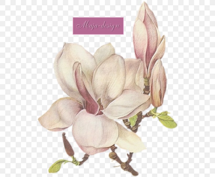 Clip Art Printmaking Southern Magnolia Image, PNG, 538x673px, Art, Art Museum, Botany, Cut Flowers, Fine Art Download Free