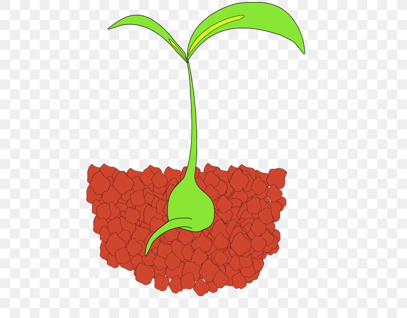 Clip Art Seedling Sprouting Openclipart, PNG, 479x640px, Seedling, Bud, Flowering Plant, Food, Fruit Download Free