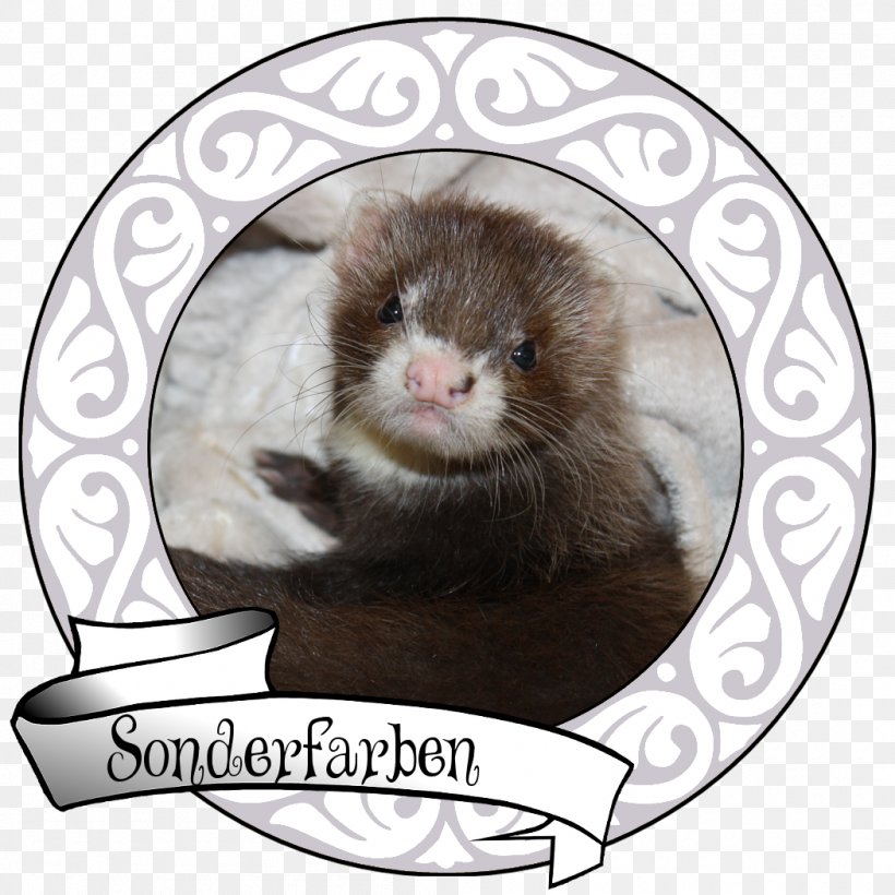 Ferret Switzerland Mink Whiskers Animal Husbandry, PNG, 1050x1050px, Ferret, Animal Husbandry, Carnivoran, European Polecat, Fauna Download Free